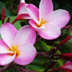 Meet your Posher, Marissa